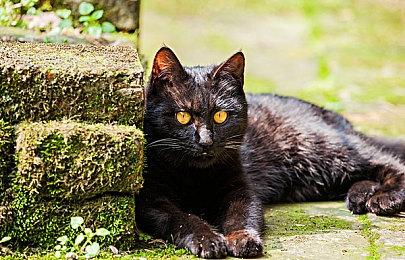 《英雄连3》新预告片公布 德国阵营非常强悍